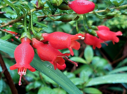 Gesneria ventricosa