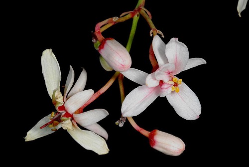 Moringa peregrina