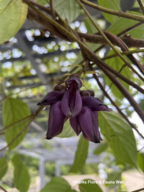 Mucuna biplicata