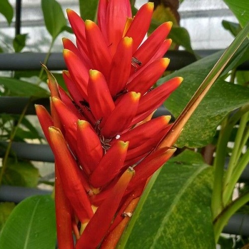 Musa coccinea 