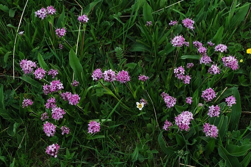 Nardostachys jatamansi