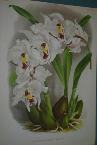 Odontoglossum harvengtense