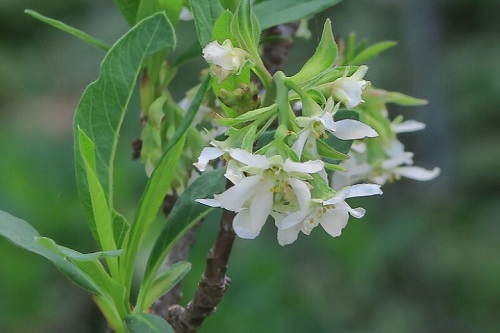 Oemleria cerasiformis