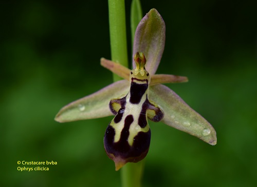 Ophrys caucasica