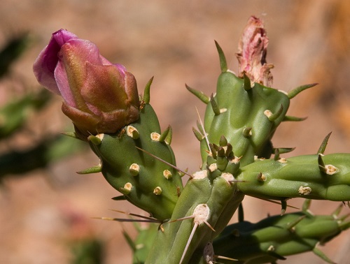 Opuntia stricta 