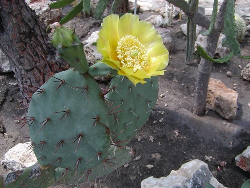 Opuntia stricta 