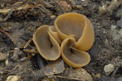 Otidea auricula