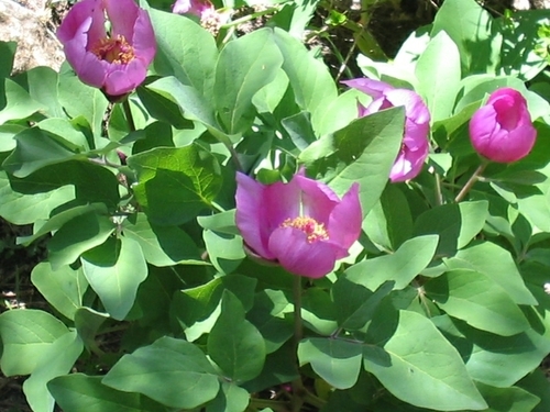 Paeonia algeriensis