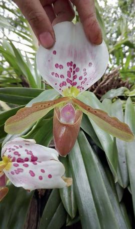 Paphiopedilum appletonianum