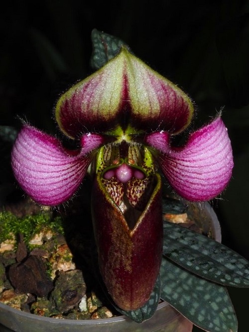 Paphiopedilum appletonianum