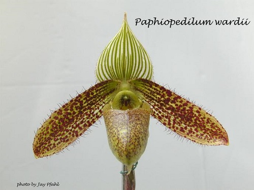 Paphiopedilum microchilum (wardii)
