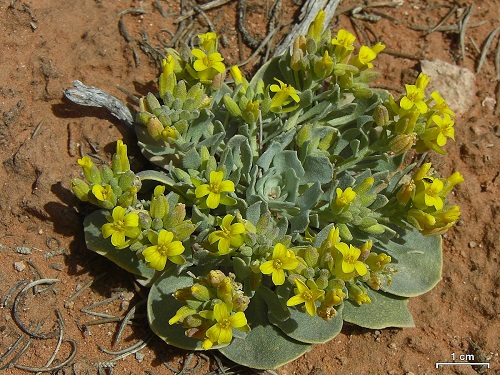 Physaria acutifolia