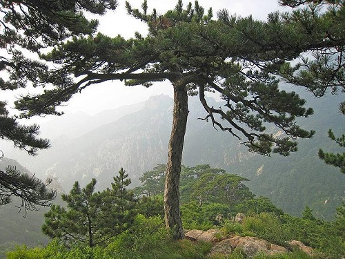 Pinus tabuliformis