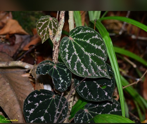 Piper porphyrophyllum