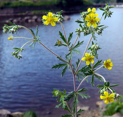 Potentilla alba