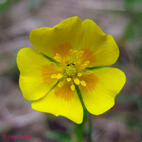 Potentilla alba