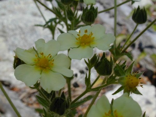Potentilla fruticosa