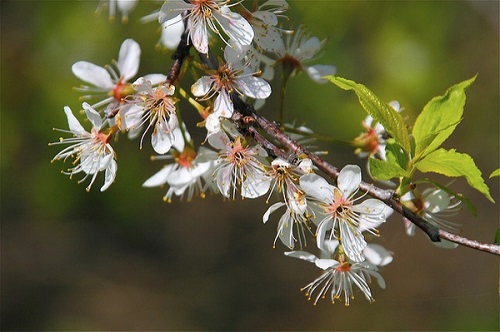 Prunus africana