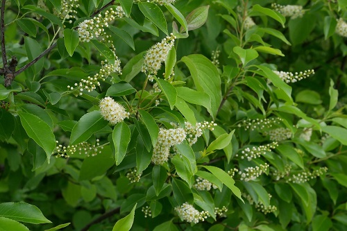 Prunus speciosa