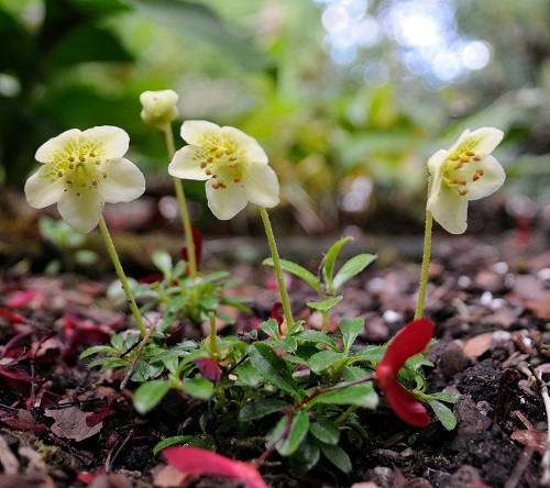 Rhododendron lowndesii