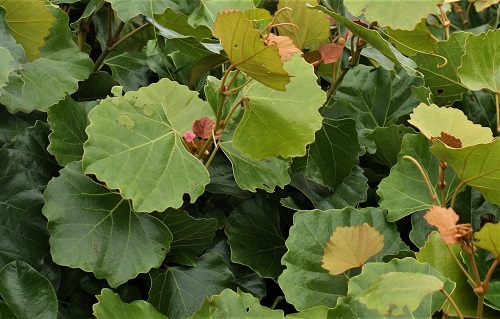 Vitis vinifera