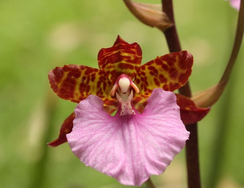 Rhynchostylis gigantea