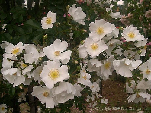 Rosa repens