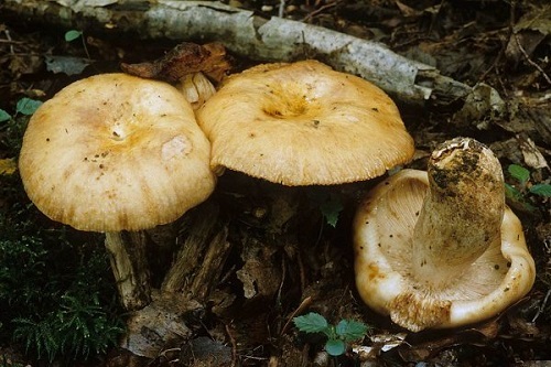 Russula illota