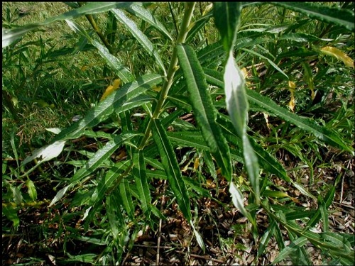 Salix hibernica (phylicifolia)