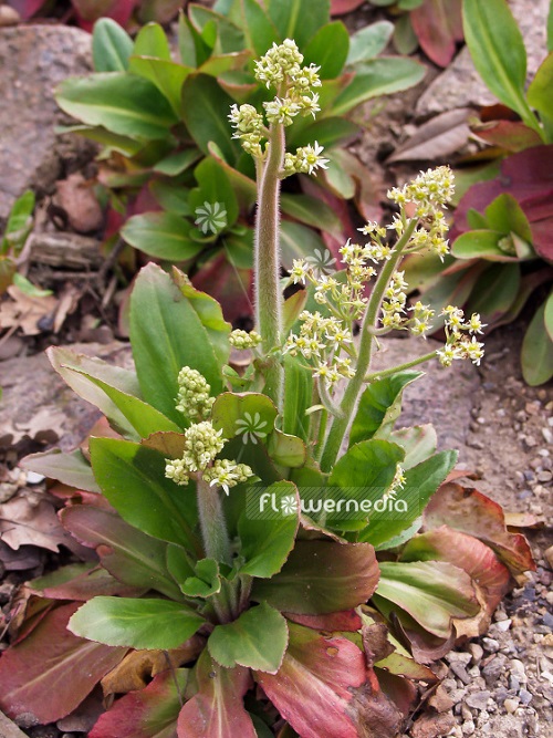 Saxifraga pensylvanica