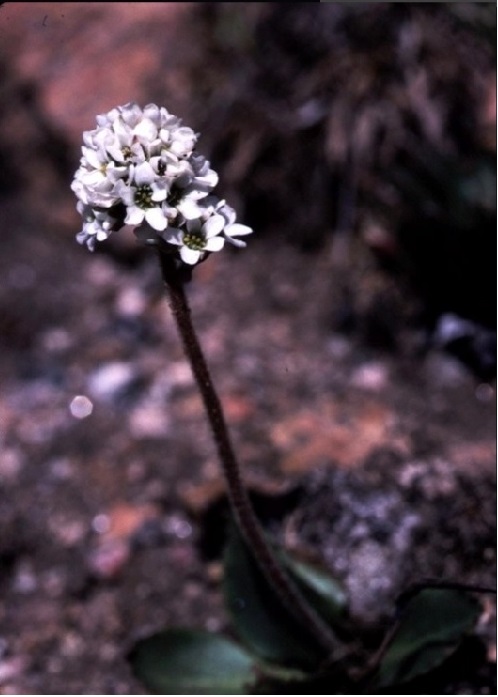 Saxifraga rhomboidea