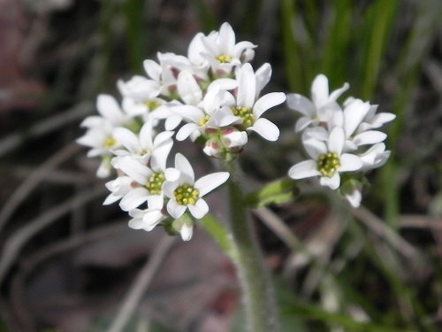 Saxifraga virginiensis