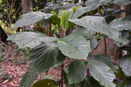 Cote D'Ivoire 2004