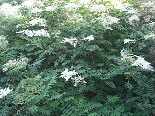 Spiraea grandiflora