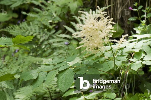 Spiraea grandiflora