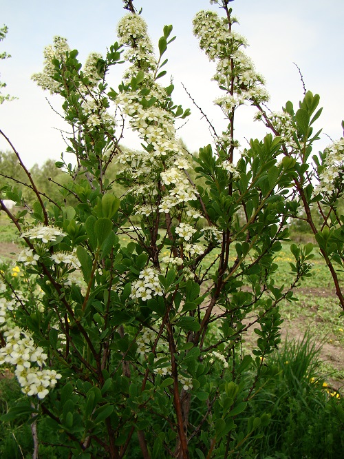 Spiraea grandiflora