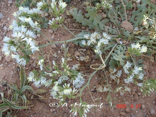 Vernonanthura montevidensis