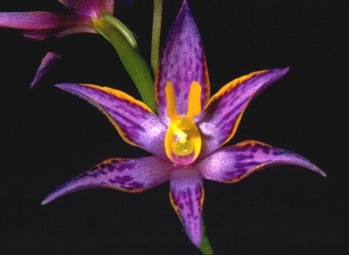 Thelymitra carnea