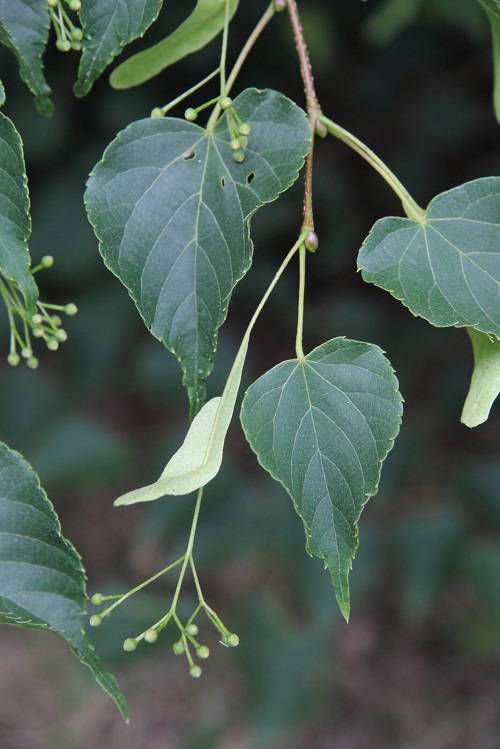 Tilia cordata