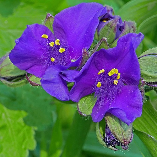 Tradescantia andersoniana