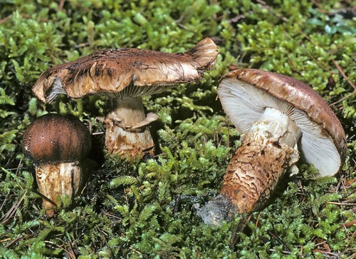 Tricholoma sejunctum