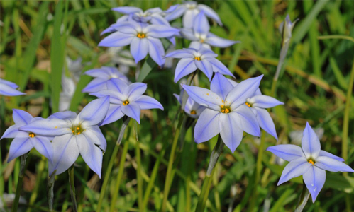 Triteleia laxa