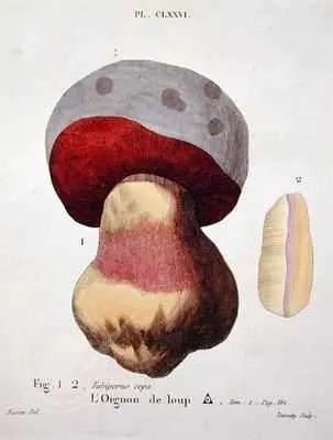 Boletinus betulicola