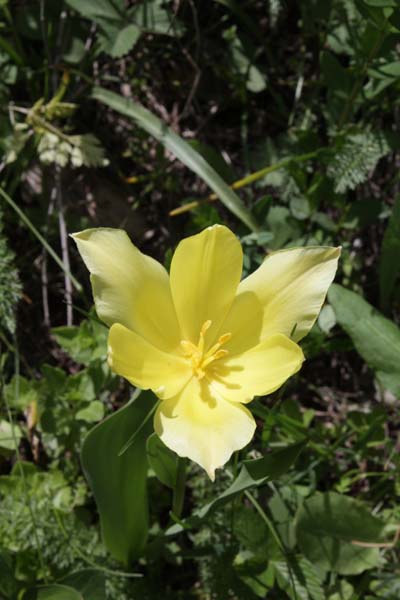 Tulipa biebersteiniana