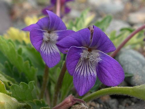 Viola albanica