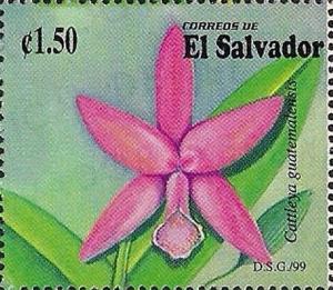 Сальвадор - Salvador (C.guatemalensis - 1999)