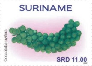 Surinam 2020